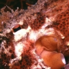 Pulpo (Octopus vulgaris) - Bajo Zabalarri