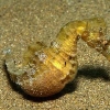 Caballito de Mar (Hipocampus hipocampus) - Bahia de Getaria