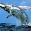 Una ballena recorre 10.000 kilómetros
