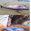 Muerte de delfines en aguas vascas