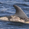 El 90% de los delfines con lesiones cutáneas 
