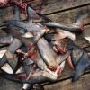 Prohibición eficaz del cercenamiento de aletas de tiburón