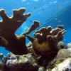El 75% del coral en grave riesgo