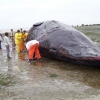 Mortandad de ballenas francas australes  