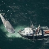 Las colisiones amenazan a la ballena azul