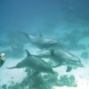 Santuario de delfines en Egipto