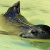 Rescatados un centenar de cachorros de foca