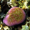 Los bronceadores con ‘oxibenzona’ amenazan los corales