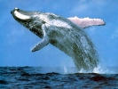 Una ballena recorre 10.000 kilmetros