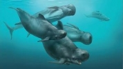  Hallado el cráneo de una especie de delfín extinta