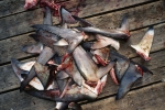 Prohibición eficaz del cercenamiento de aletas de tiburón