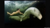  Buceando desnuda entre belugas 