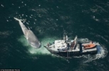 Las colisiones amenazan a la ballena azul