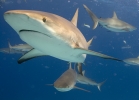 California proteger a los tiburones