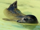 Rescatados un centenar de cachorros de foca
