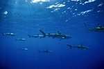 Los tiburones del Mediterrneo y del Mar Negro, en peligro de extincin