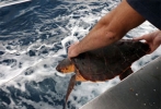 Mayores capturas accidentales de tortuga boba por palangres pequeos