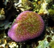 Los bronceadores con oxibenzona amenazan los corales