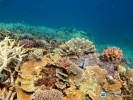La Gran Barrera de Coral australiana sufre este ao su peor deterioro